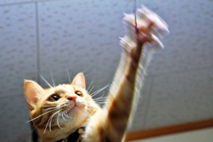 やぁぁぁ～ (fuu) 