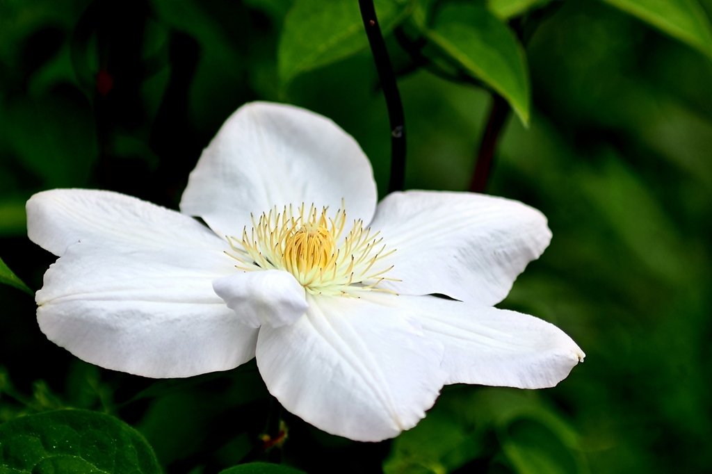 庭の花2025 (クレマチス)