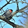 ウソ♂