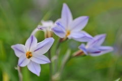 庭の花2025 (ハナニラ)