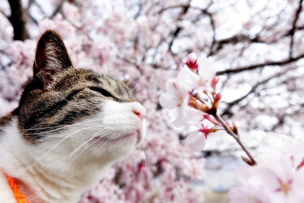 今年の桜と (sora)