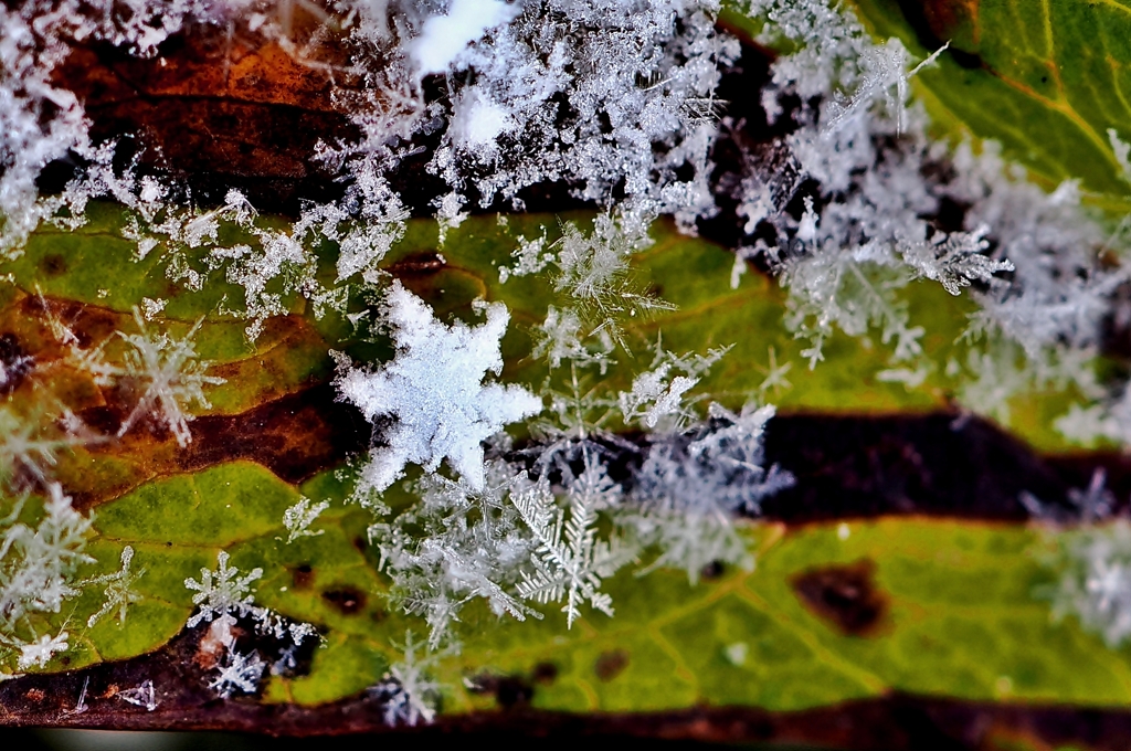 snow crystal -ⅳ-