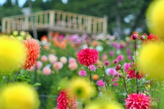 大岡ひなたダリア園  -10-  大岡ひなたダリア園  -10-