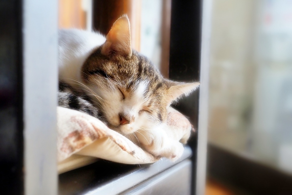 むふ寝