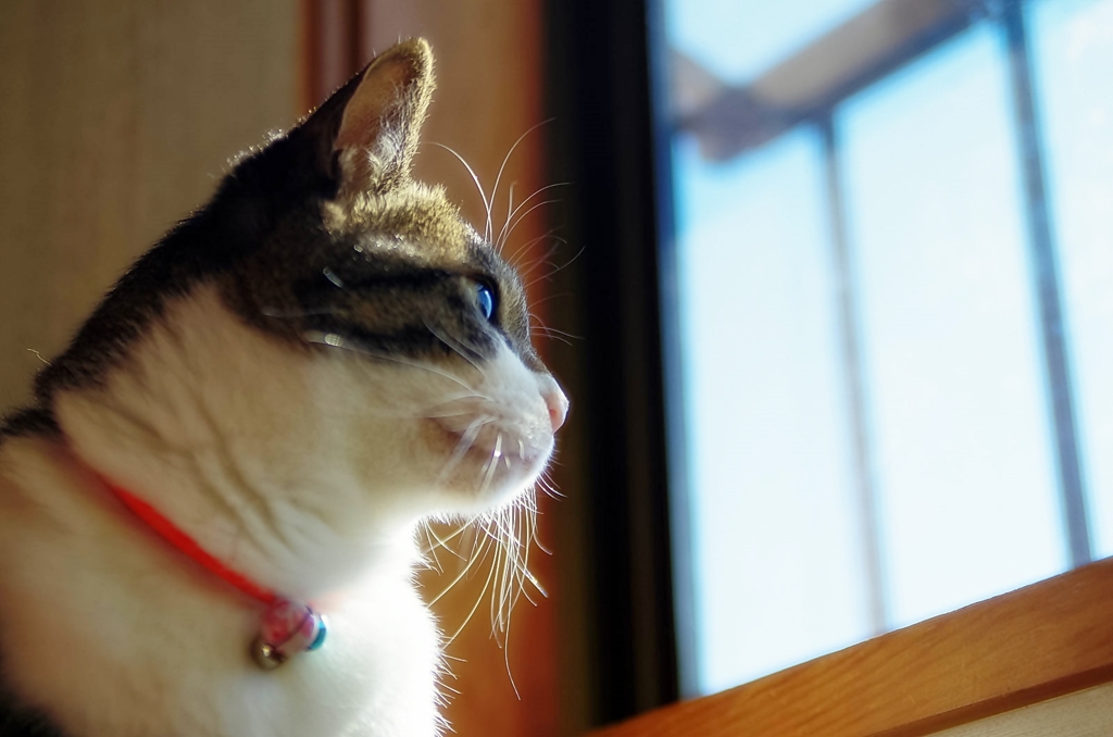 陽ざし浴びて(sora)
