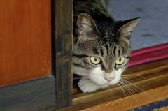 Hunter's eyes