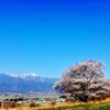 一本桜