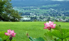 山上の蓮池