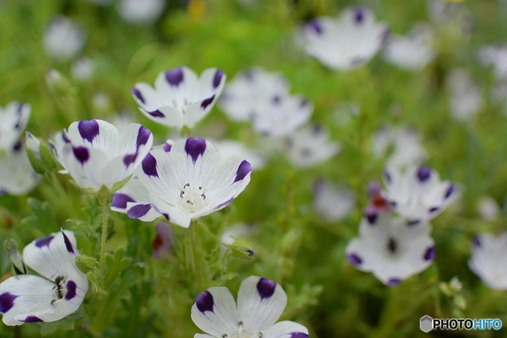 庭の花
