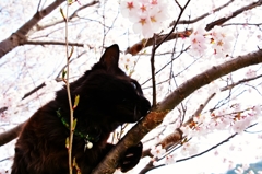花より… (reo)