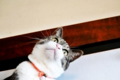 なんじゃ？