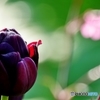 庭の花（チューリップ）