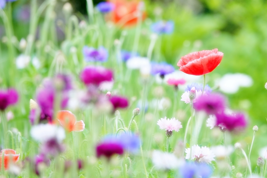 庭の花2020（ポピー）