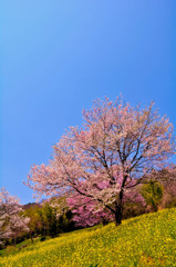 菜の花と