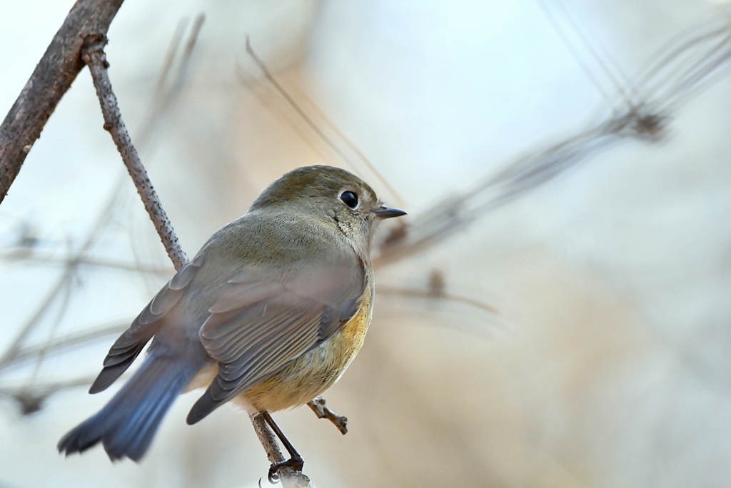 ルリビタキ♀