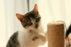 はにゃ?