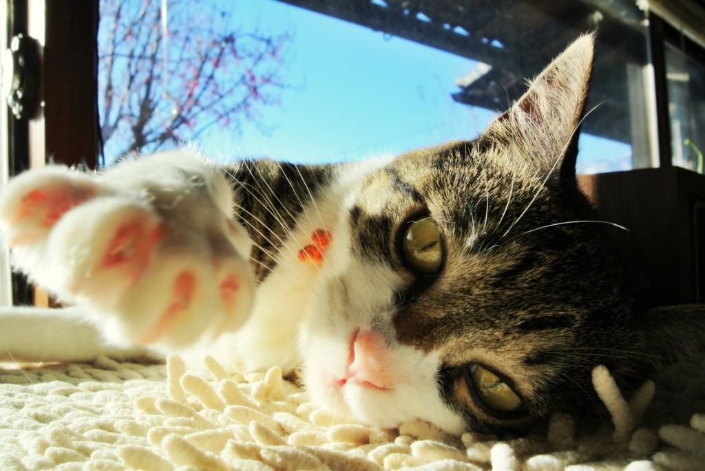 猫の手