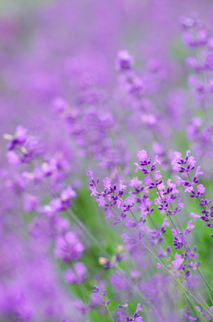 Lavender 2