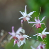 庭の花2019（イカリソウ）