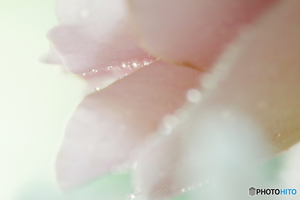 水玉