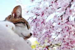 今年の桜と (goma)