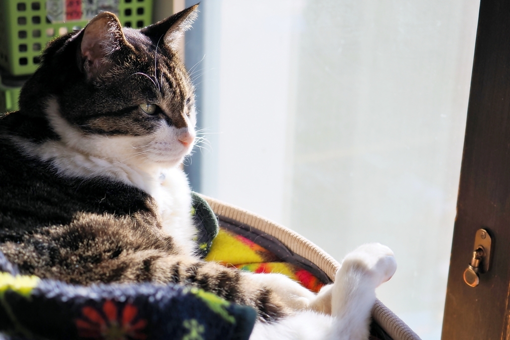 日向ぼっこ (sora)