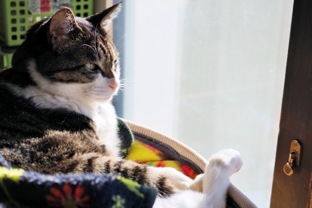 日向ぼっこ (sora)