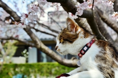 桜の下で