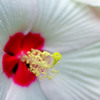 芙蓉