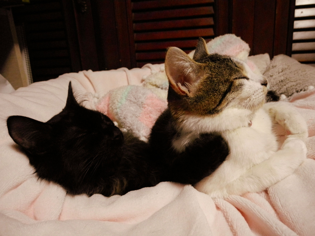 肩、お揉みしましょう