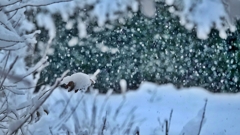 雪が降っています