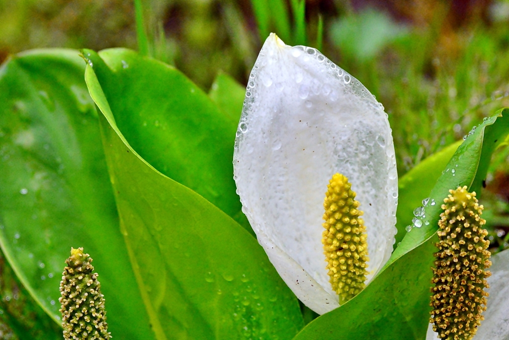 水芭蕉