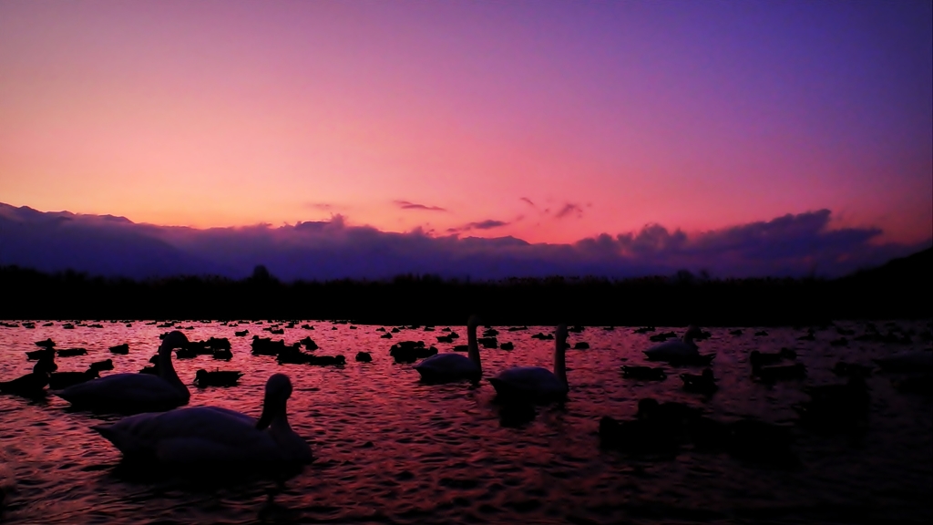 安曇野夕景（白鳥と）