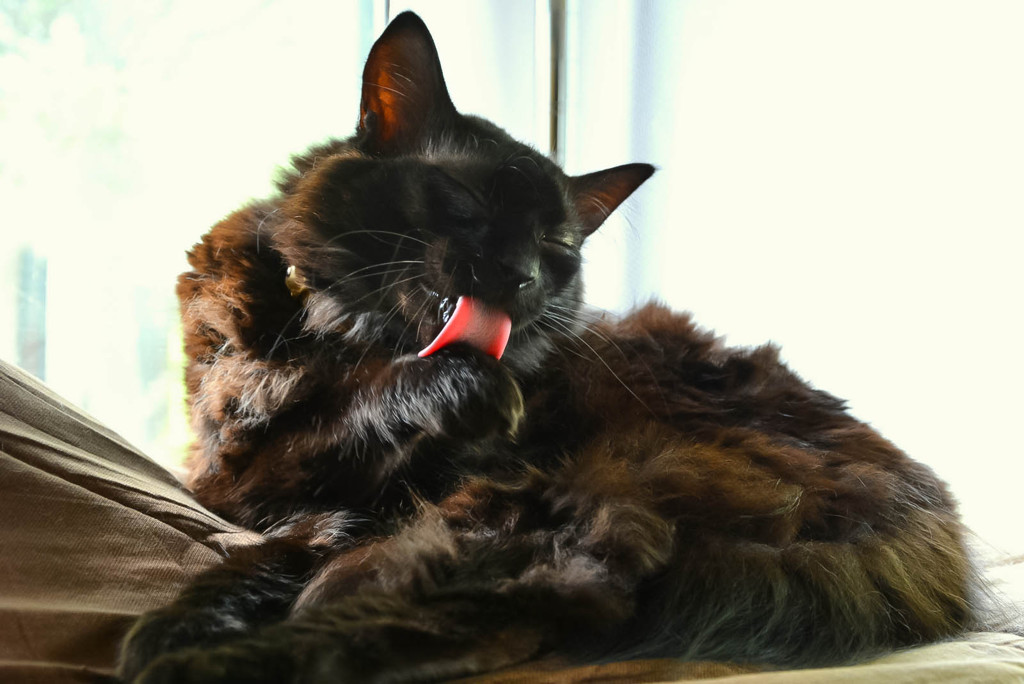 猫のいる朝(reo)