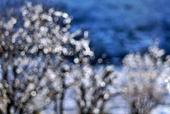 雪の降った朝**