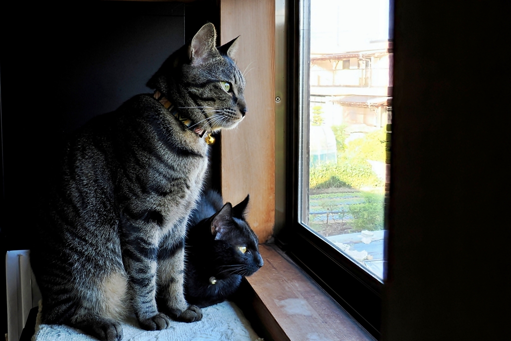 兄と弟 (shima & rai)