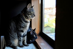 兄と弟 (shima & rai)