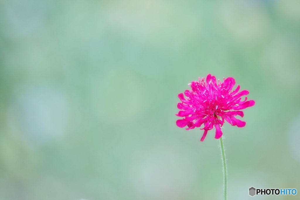 庭の花（クナウキア）