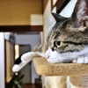 僕は待つ