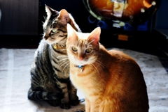 それぞれの視線 (chata & shima)