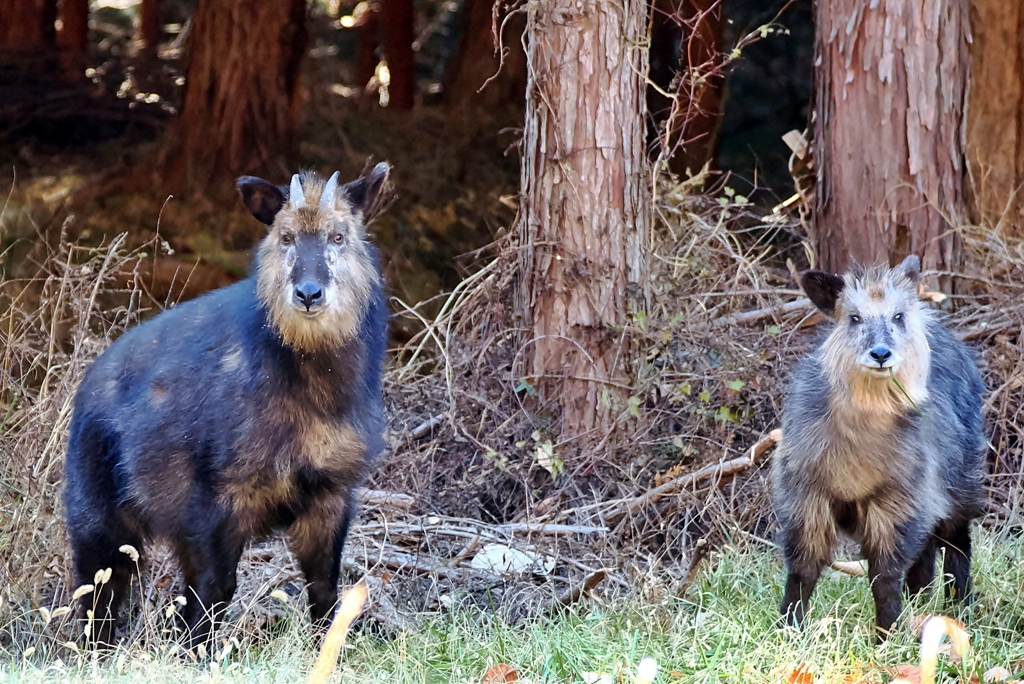 ニホンカモシカ (親子) *