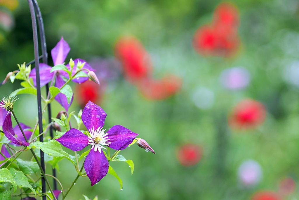庭の花2025 (クレマチス)