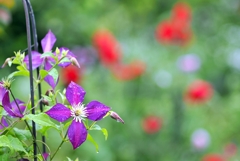 庭の花2025 (クレマチス)