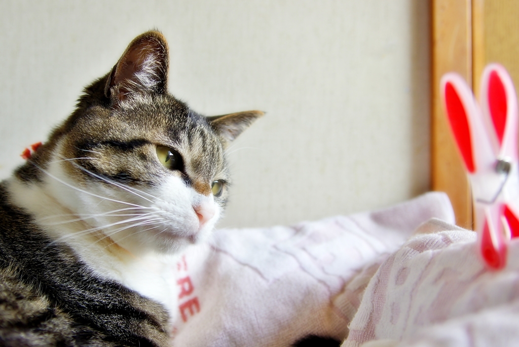 なんじゃ？
