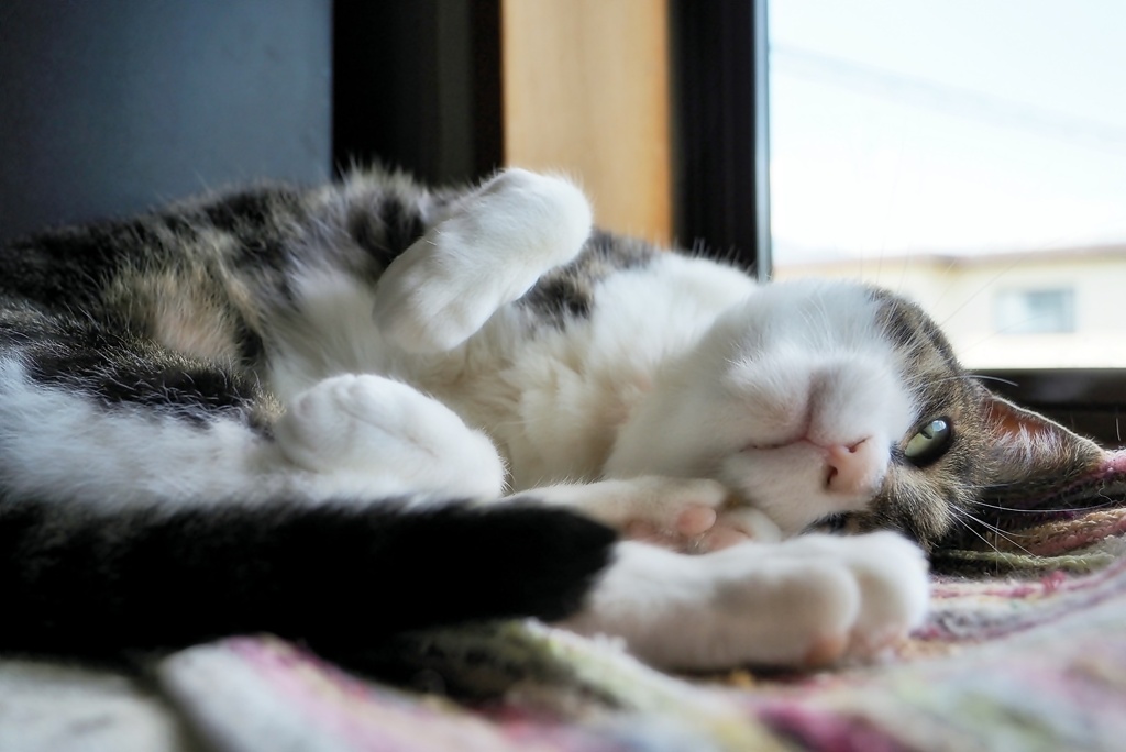 かまってちゃん