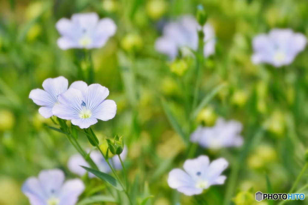 庭の花