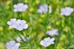 庭の花