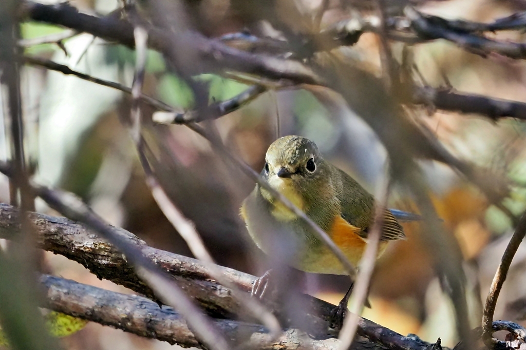 ルリビタキ♀