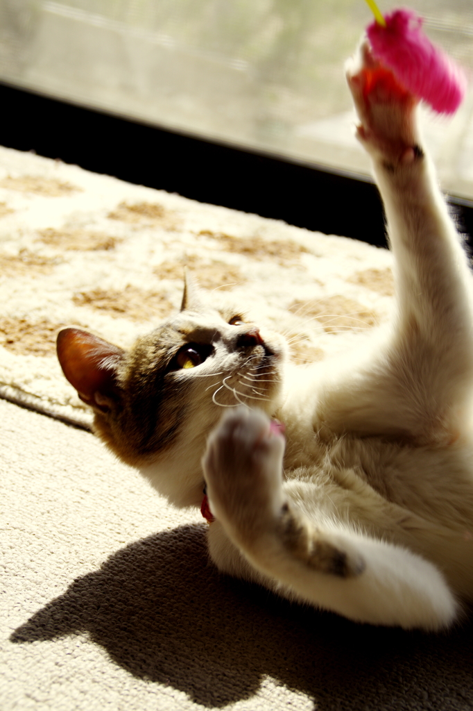 Play!!