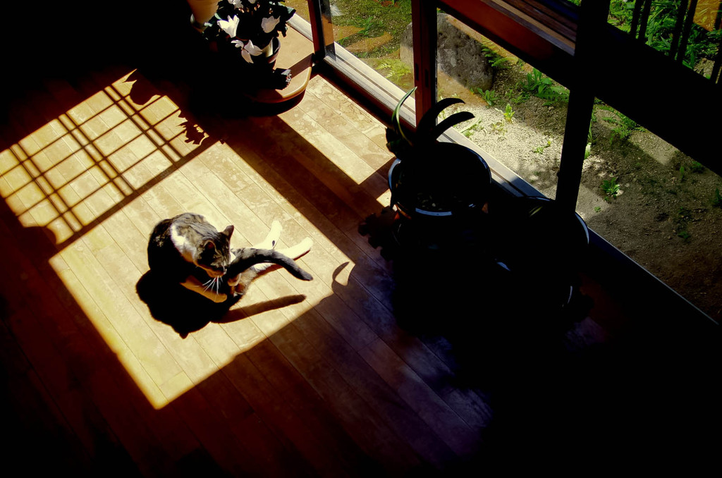 猫のいる午後（sora）